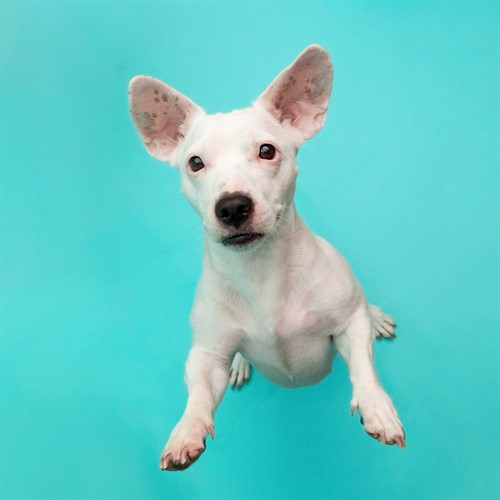 Colorama Larkspur Sample Image