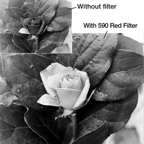 Sample image red filter
