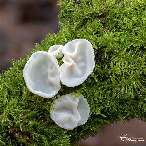 Fokusstacking med hög precision