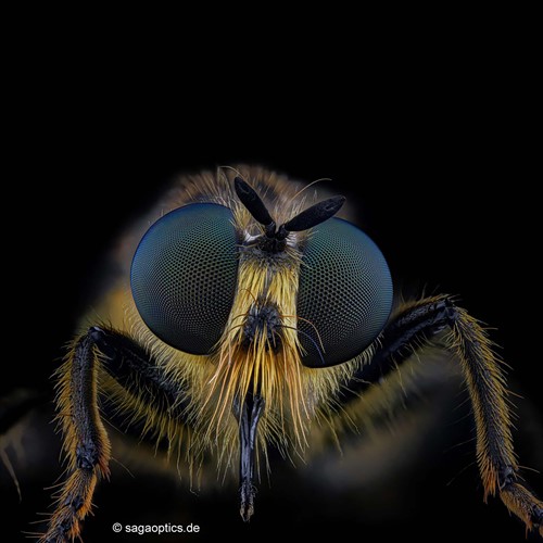 Sample Image Castel-Micro