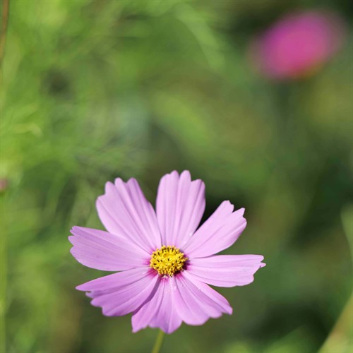 Förstoring med diopter +1/2