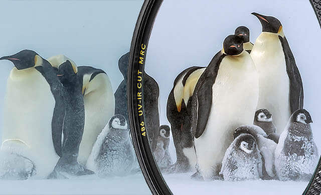 Ad:001 ban-elin-bwf-486-001.jpg